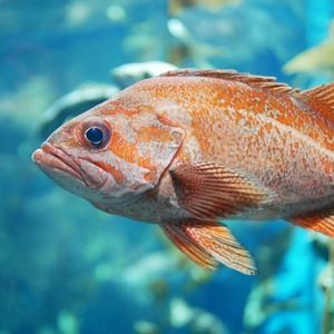 Meet your Posher, Anais